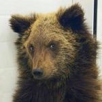 В Иркутской области в пластиковом баке нашли истощённого медвежонка