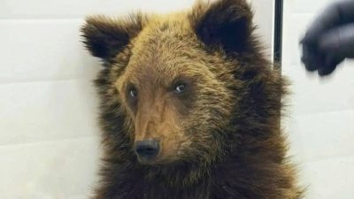 Маленький истощенный медвежонок в пластиковом контейнере на КБЖД в Иркутской области.