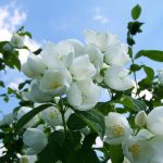 Жасминовый чай и Фея Благодарности