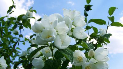 Жасминовый чай называют «весенним ароматом Китая».