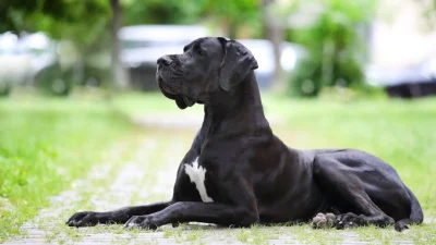 Взрослый черный немецкий дог лежит на траве, собака гигантской породы с глубокой грудной клеткой.