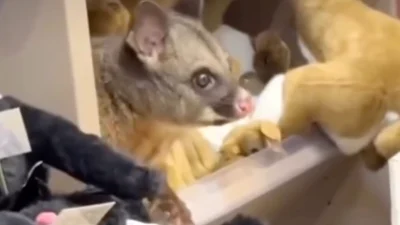 Живой кустарниковый опоссум на полке среди мягких игрушек