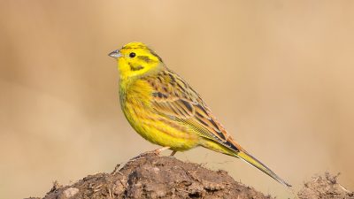 Самец овсянки обыкновенной с жёлтой головой сидит на ветке