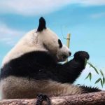 Уникальный характер панды Катюши из Московского зоопарка