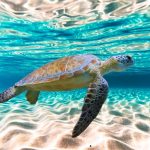 Благодарность морской черепахи — благословение судьбы