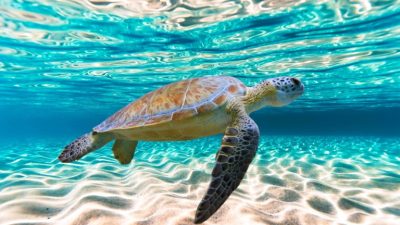 Благодарность морской черепахи