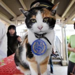 В Японии назначение начальником станции кота вызвало туристический бум