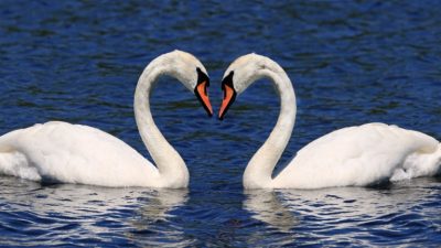 В древнекитайской литературе лебедь часто символизировал благородные устремления.