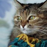 В Испании кошки помогают больным аутизмом справляться с болезнью