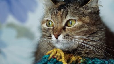 В Испании кошки помогают больным аутизмом справляться с болезнью