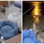 В Мурманске волк зашёл в магазин за лежанкой и стал звездой интернета