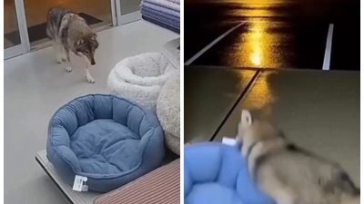 Волк на лежанке