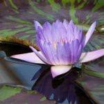 Тюрьма за клумбу: какие растения на даче могут довести до уголовного дела