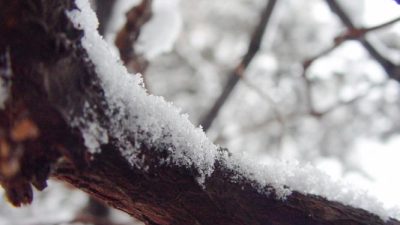 Упавшее под тяжестью снега дерево