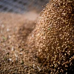 Кардиологи рекомендуют белок из растительных источников