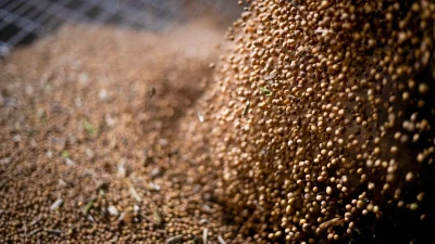 Разгрузка соевых бобов.