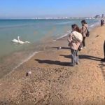 На Кубани готовы к открытию всех пляжей: блогер оценил состояние пляжей Анапы (видео)