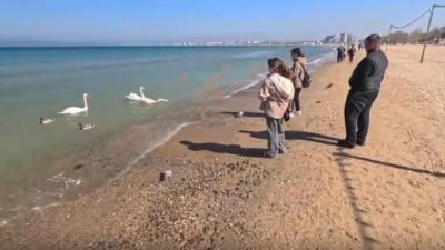 Пляж Анапы с лебедями и утками