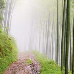 Как звуковой фон влияет на разум