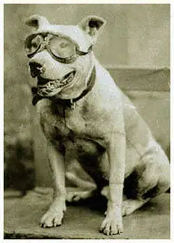 Бульдог Бад в защитных очках для автопутешествия