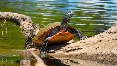 Краснобрюхие черепахи питаются растениями, уничтожая всю растительность в пруду.