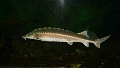 На вылов азовского осётра Росрыболовство может ввести государственную монополию.