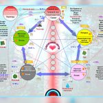 Пять элементов показывают, как эмоции охватывают тело