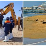 Анапа вновь под угрозой: утечка нефтепродуктов отравляет побережье и его обитателей