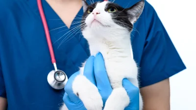 Ветеринар в синих перчатках держит черно-белую кошку на приеме