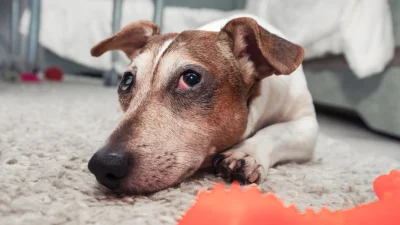 У собаки покраснели глаза