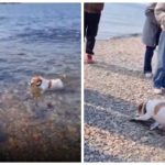 Пёс показал мастер-класс по ловле рыбы китайским гостям во Владивостоке