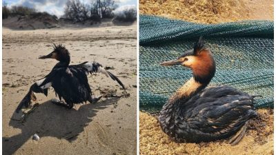 Птицы, перья которых слиплись от нефти после экологического происшествия в акватории Анапы