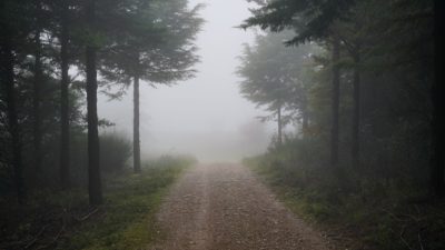 Лесная дорога, уходящая в густой туман, символизирующая неизвестность жизненного пути и чувств других людей.