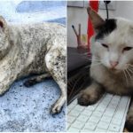 В Туапсе повторно выпал нефтяной дождь после атаки дронов (видео)