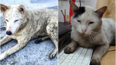 Фотография собаки и кошки, чья светлая шерсть сильно загрязнена темными пятнами нефтепродуктов