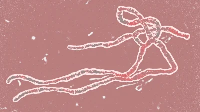 Вирус Эбола смертельно опасен, но  вот почему вам не  стоит беспокоиться