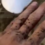 Комариный апокалипсис: регионы России атаковали миллионы кровососов (видео)