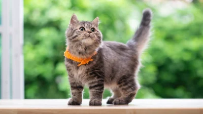 Котята, как и люди, проходят этапы развития.