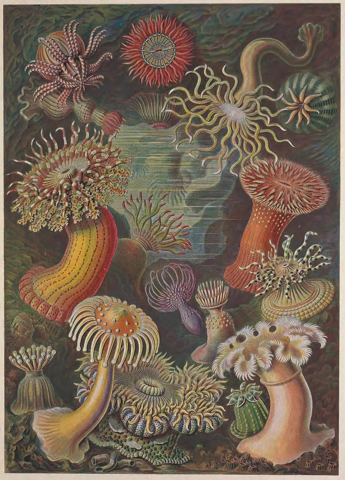 Разноцветные морские анемоны на дне океана, научный рисунок