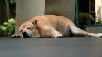 Почему уменьшение количества корма не всегда помогает при избыточном весе питомца?