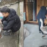 Как гусь спас себя и петуха от ножа хозяина