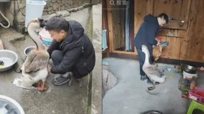 Один из жителей деревни готовился к забою домашней птицы на китайский Новый год, но внезапно появился гусь.