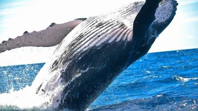 Горбатый кит выпрыгивает из воды в Баренцевом море