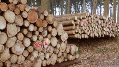 Большие штабели спиленных круглых бревен сосны
