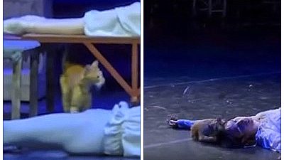 Рыжий кот ходит по сцене театра около лежащих актеров во время спектакля