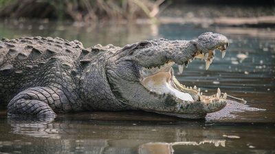 В отдалённых уголках Северной Территории Австралии морской крокодил является опасным хищником, способным переломать кости благодаря огромной силе укуса.