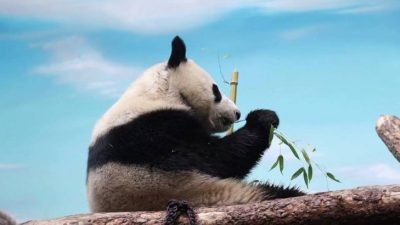 Большой бамбуковый медведь панда Катюша ест зеленые ветки бамбука в Московском зоопарке.