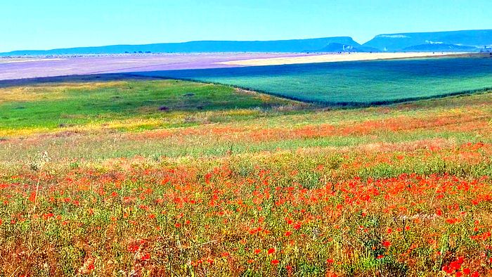 Маковые поля — одна из самых популярных локаций для весенних фотосессий. (Алла Богданова /The Epoch Times)