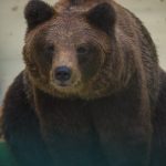 Незваный гость в Красной Поляне: медведь пробрался в отель (видео)
