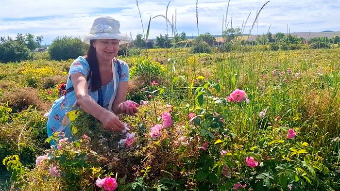 Женщина в шляпе собирает лепестки роз в поле